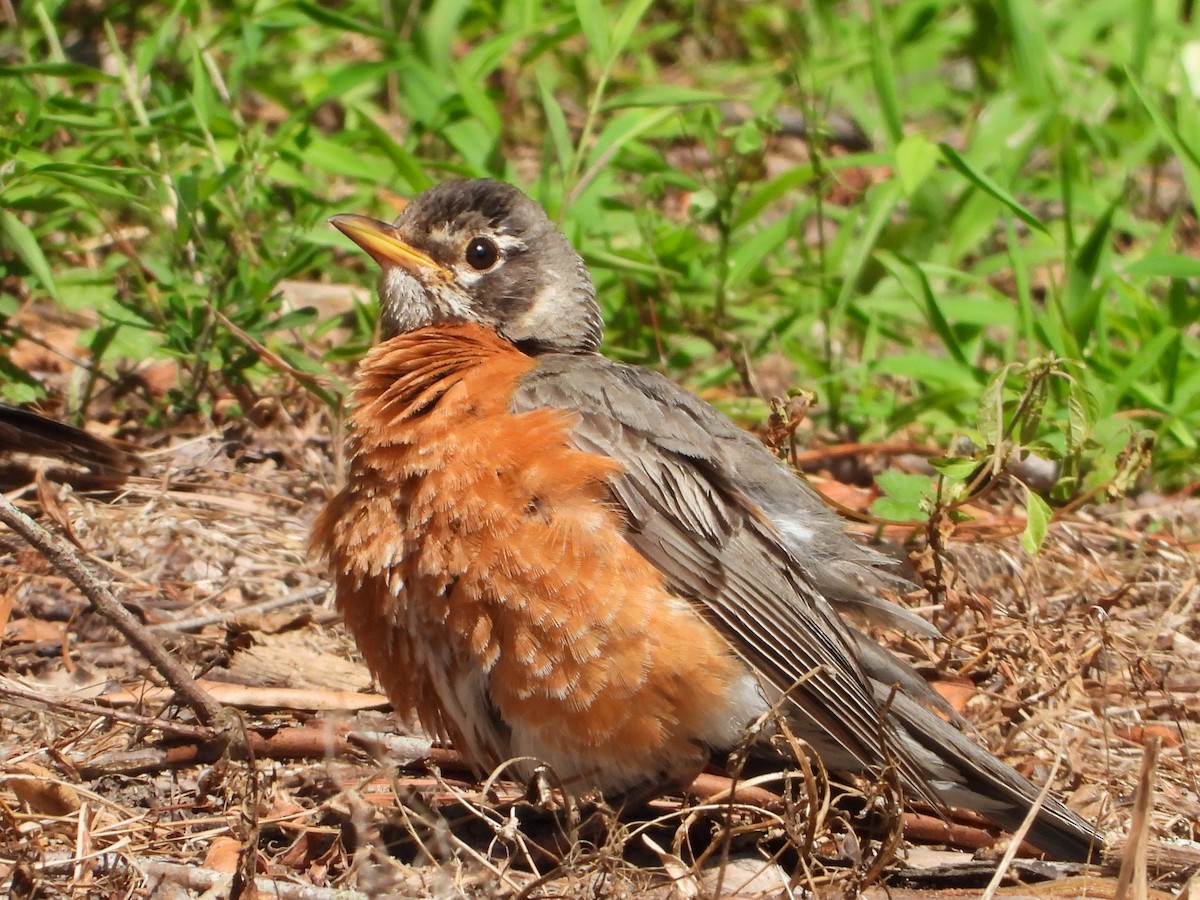 American Robin - ML638472457