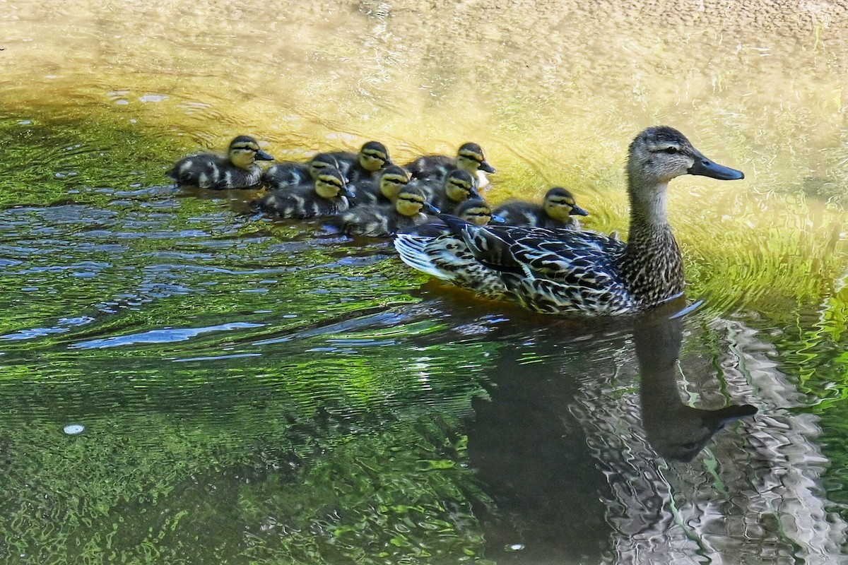 Stockente - ML638472468