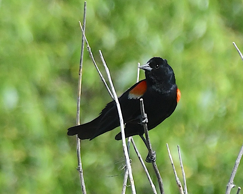 Red-winged Blackbird - ML638472475