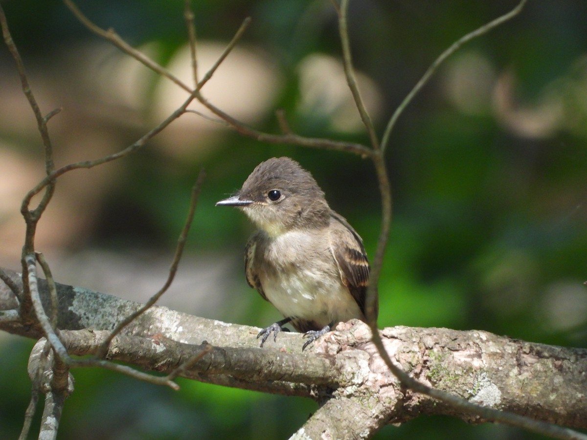 Eastern Phoebe - ML638472485