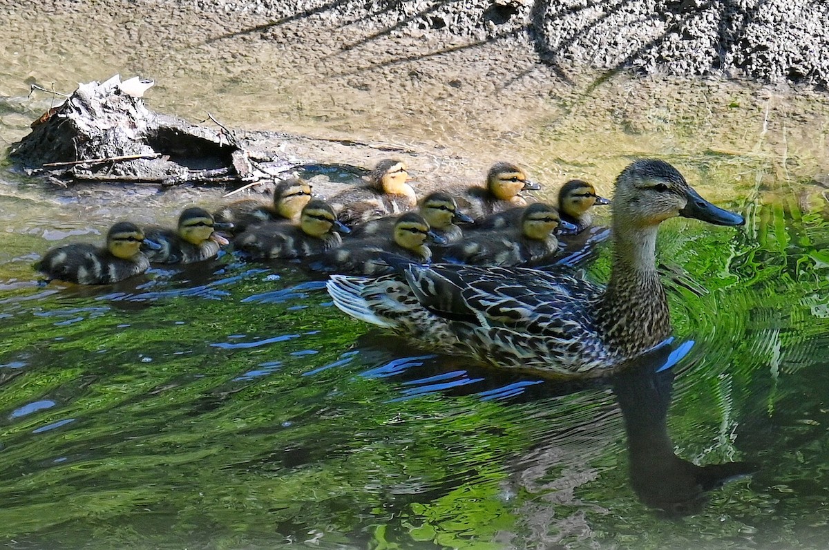 Stockente - ML638472523