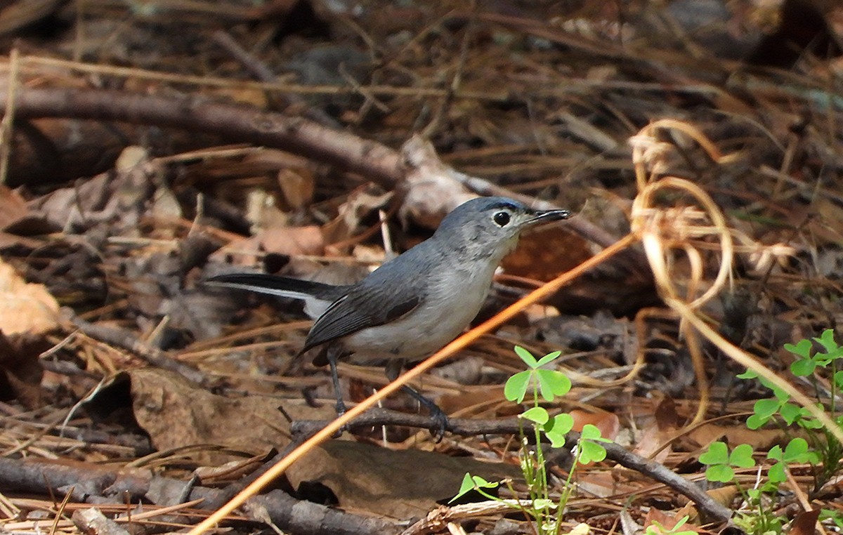 Blue-gray Gnatcatcher - ML638472616