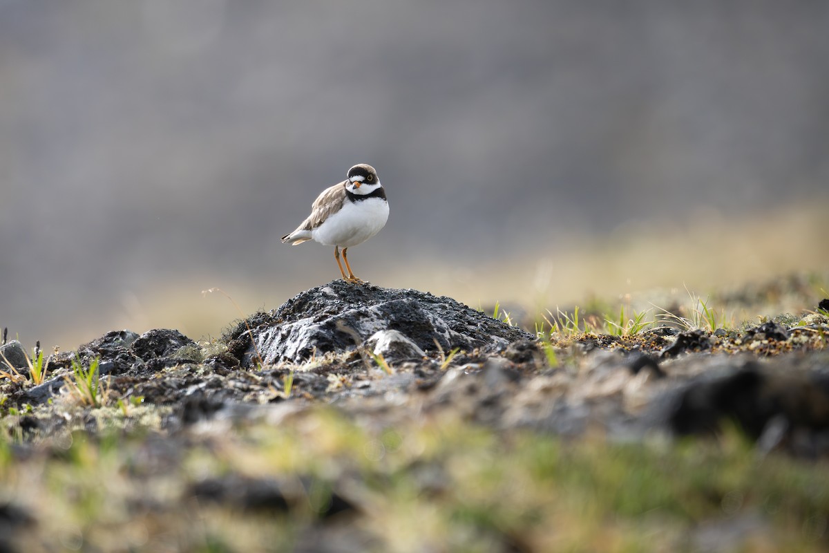 Semipalmated Plover - ML638472714