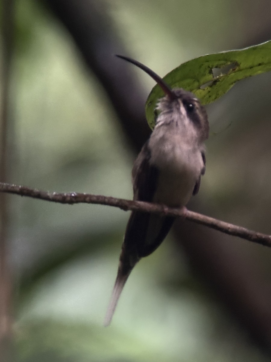 Great-billed Hermit - ML638472715