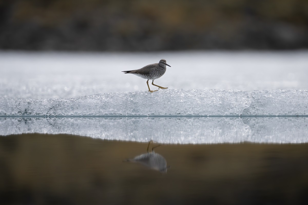 Wandering Tattler - ML638472717
