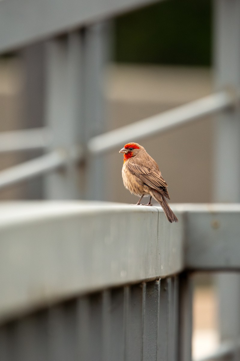 House Finch - ML638472786