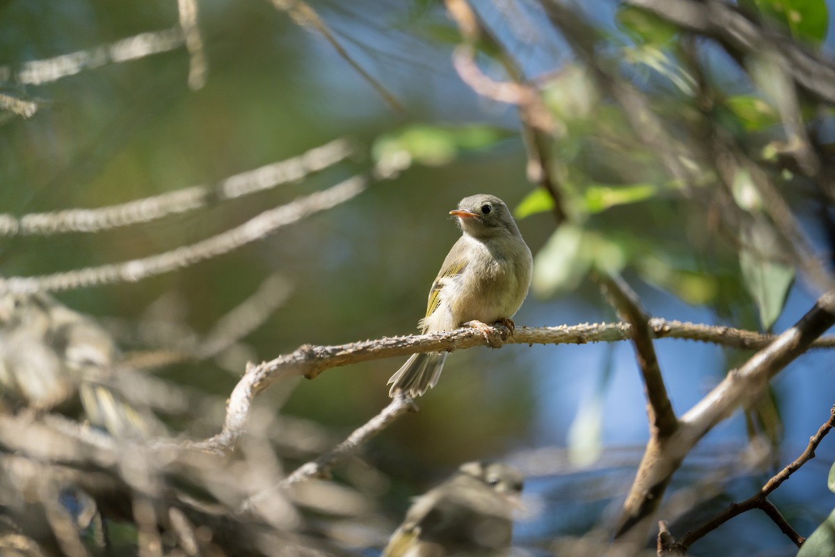 Ruby-crowned Kinglet - ML638472791
