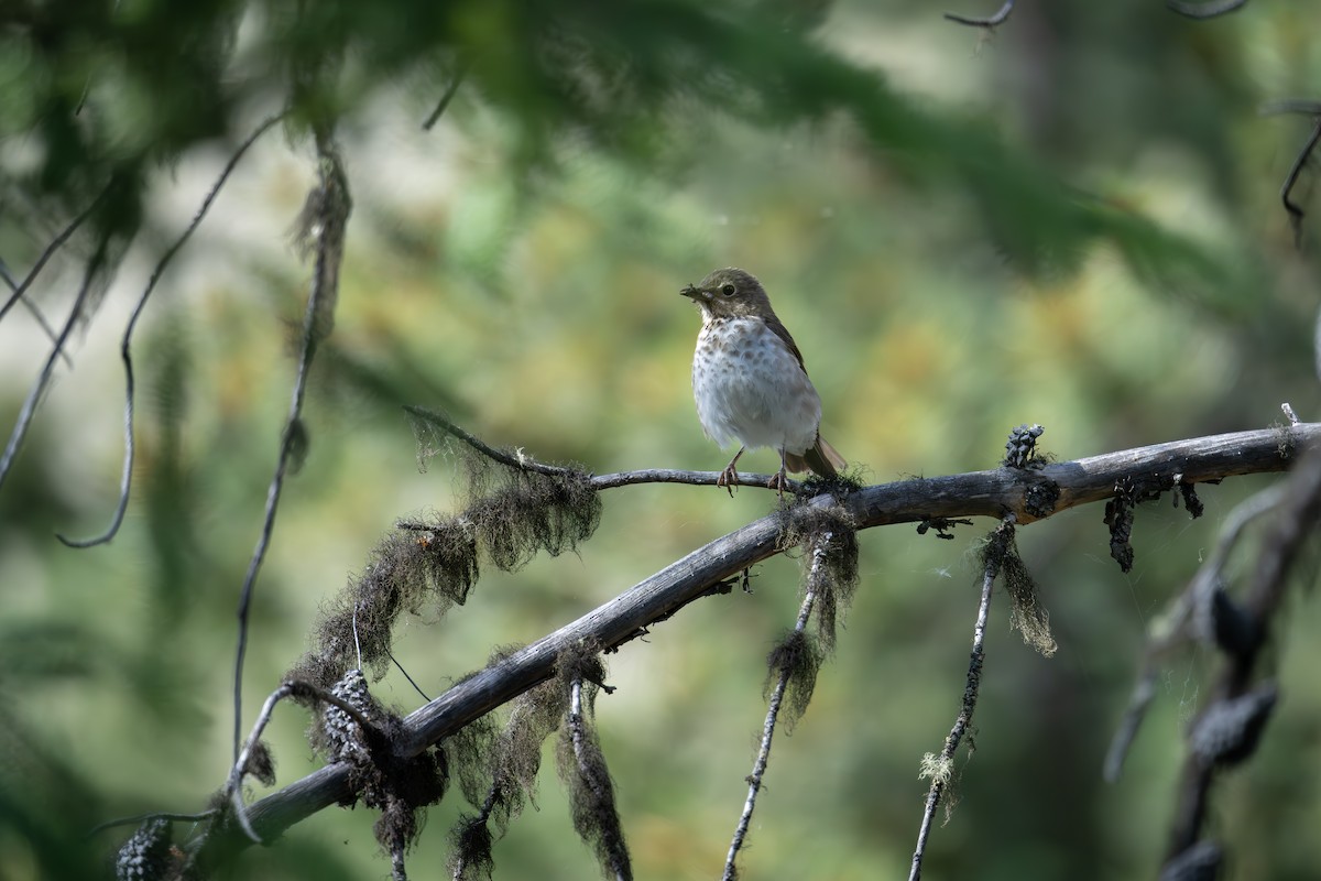 Swainson's Thrush - ML638472803