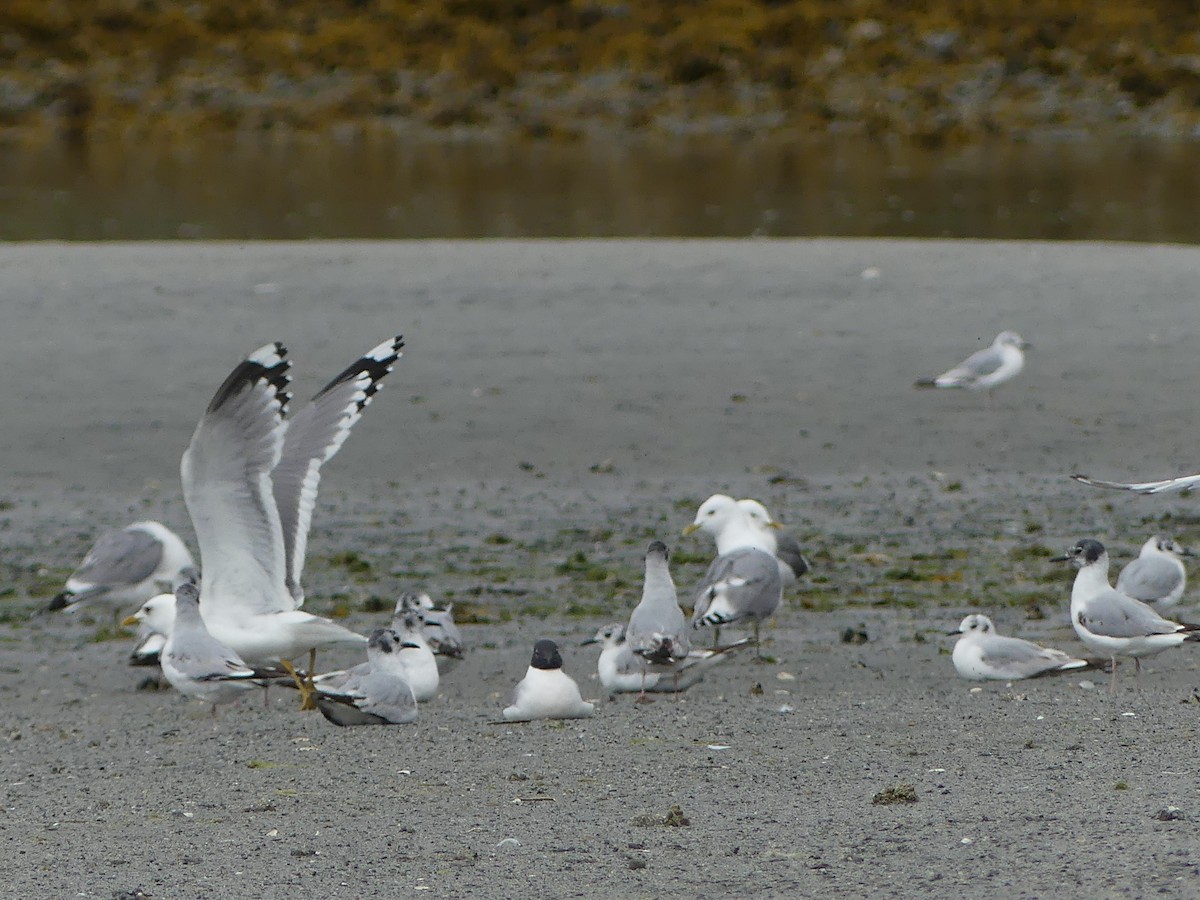 Short-billed Gull - ML638472816