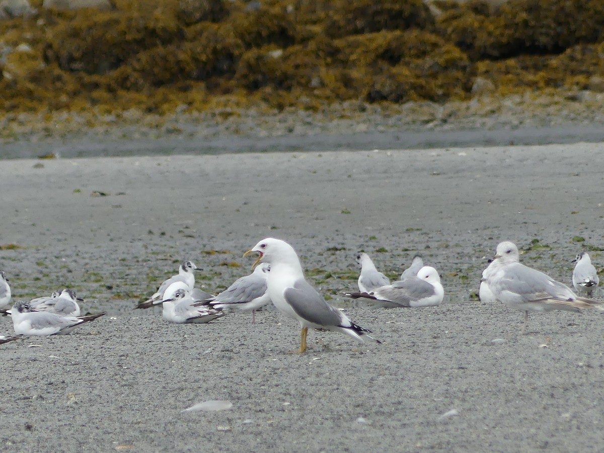 Short-billed Gull - ML638472817