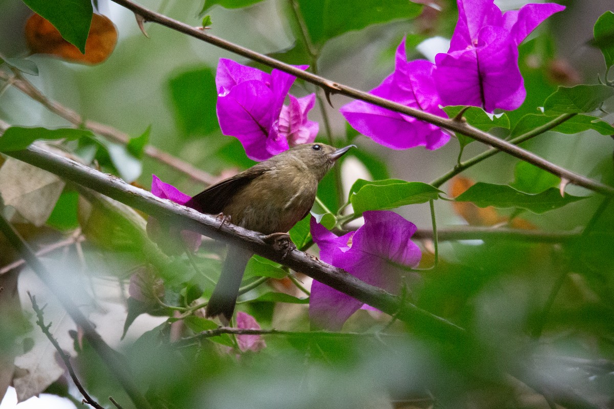 Cinnamon-bellied Flowerpiercer - ML638472824