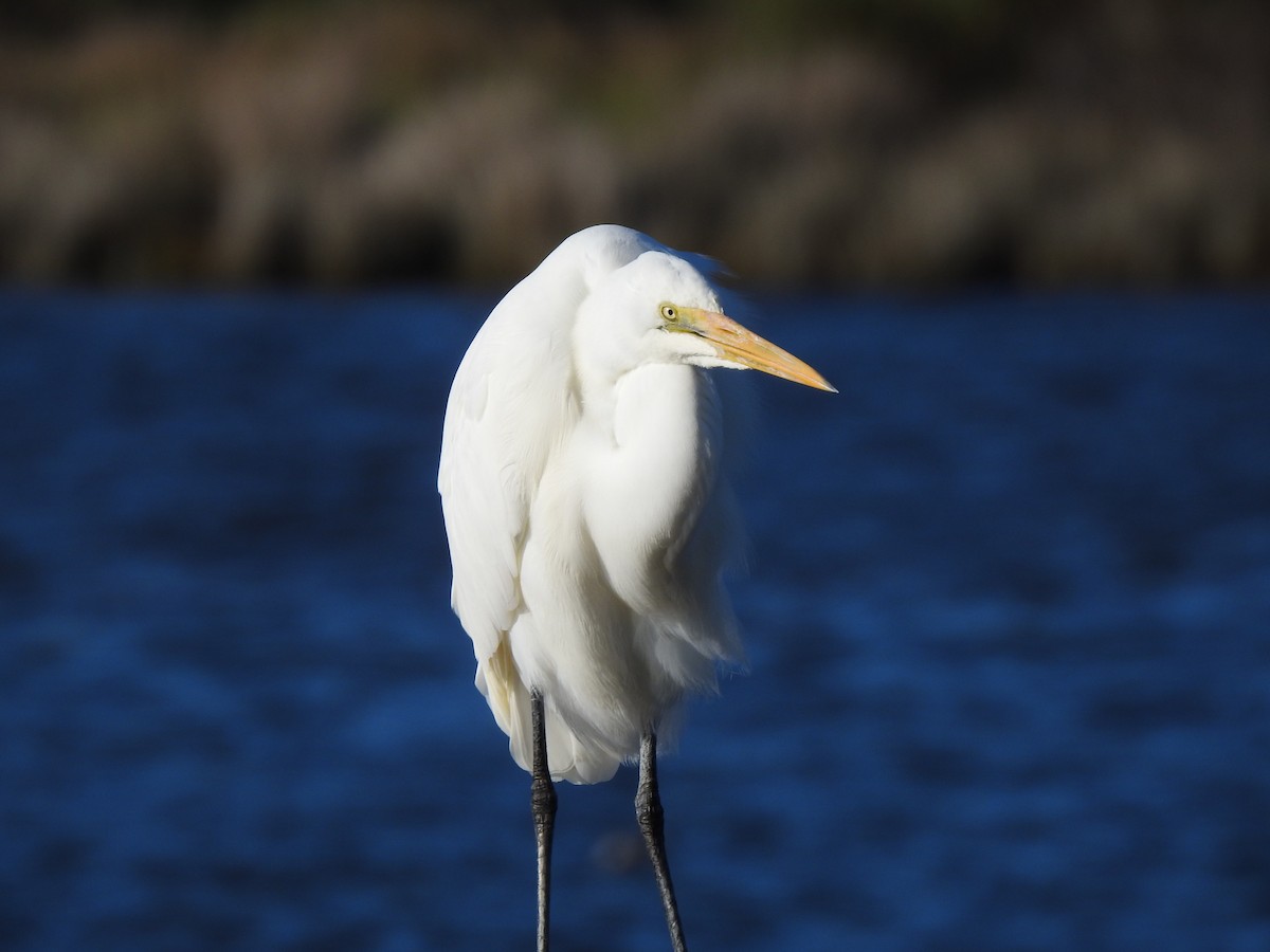 Great Egret - ML638472826