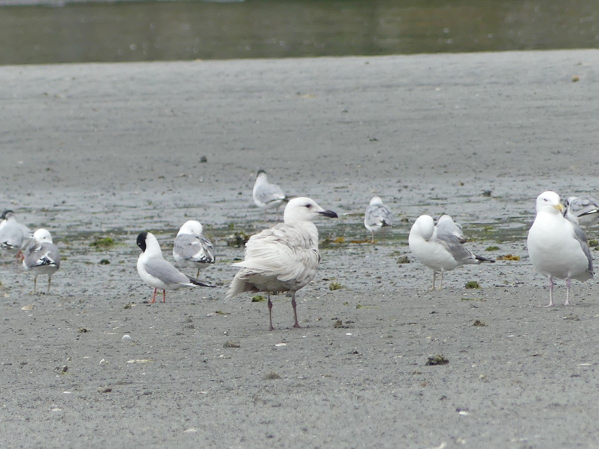Glaucous-winged Gull - ML638472828