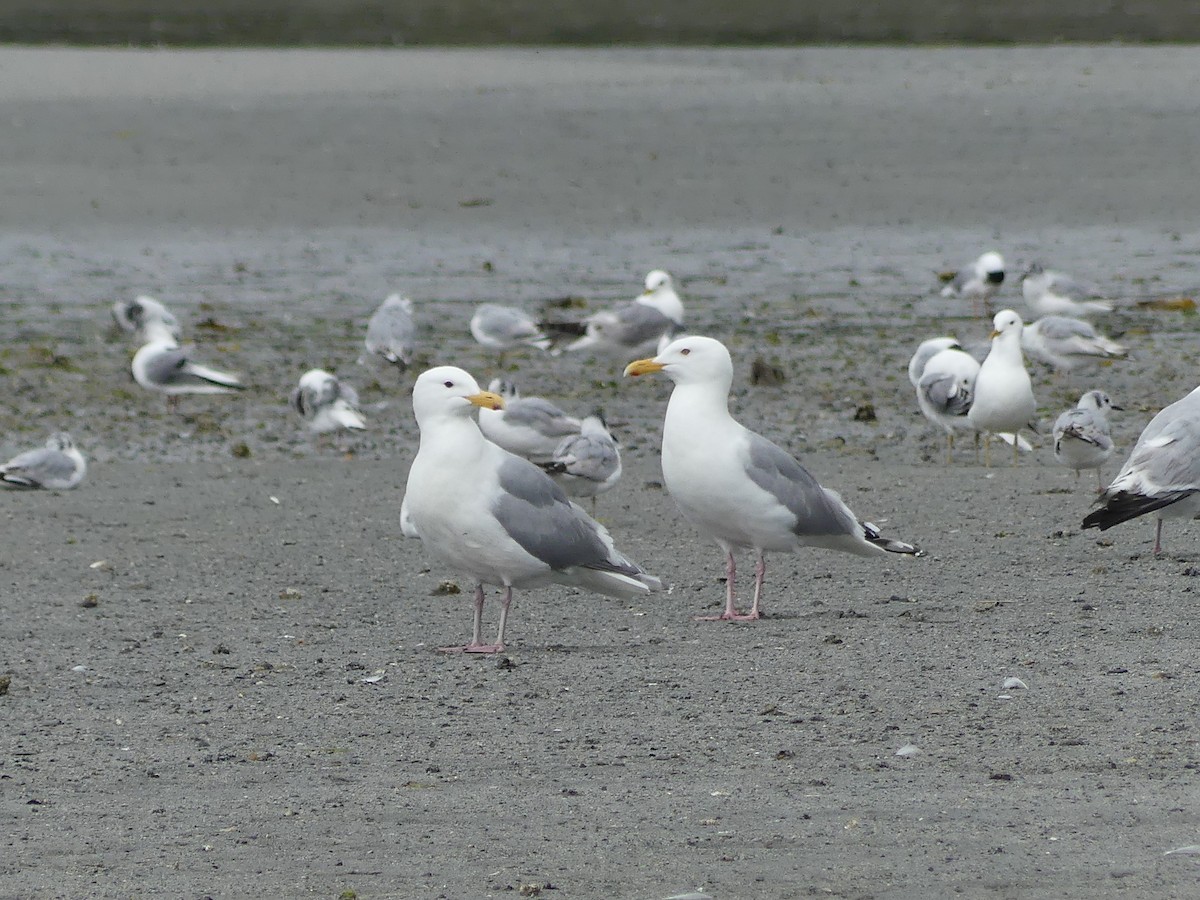 Glaucous-winged Gull - ML638472829