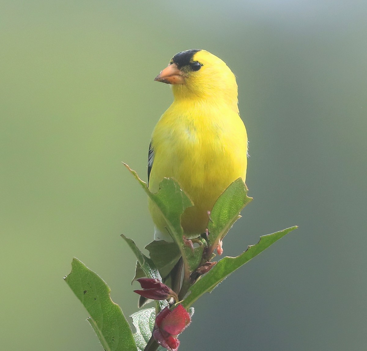 American Goldfinch - ML638472830