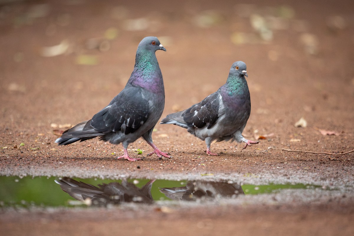 Rock Pigeon (Feral Pigeon) - ML638472831