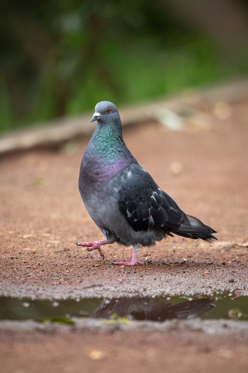 Rock Pigeon (Feral Pigeon) - ML638472832