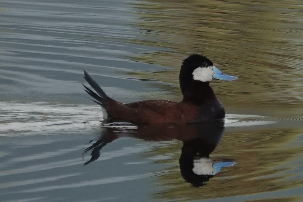Ruddy Duck - ML638472833