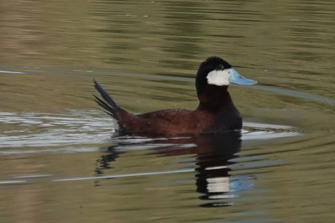 Ruddy Duck - ML638472834