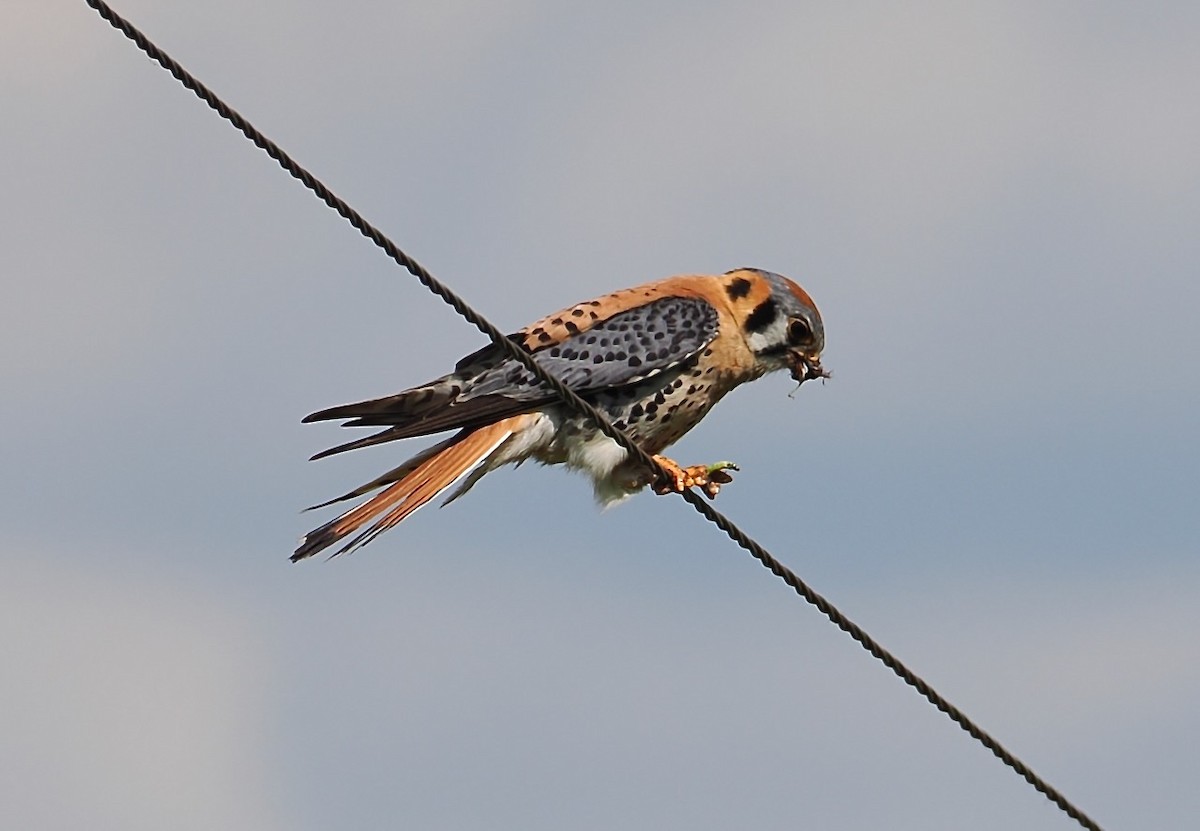 American Kestrel - ML638472835