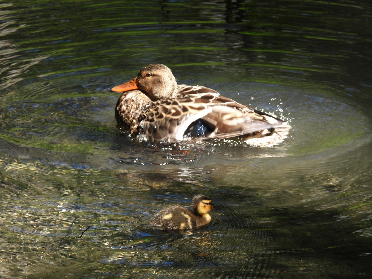 Mallard - ML638472836