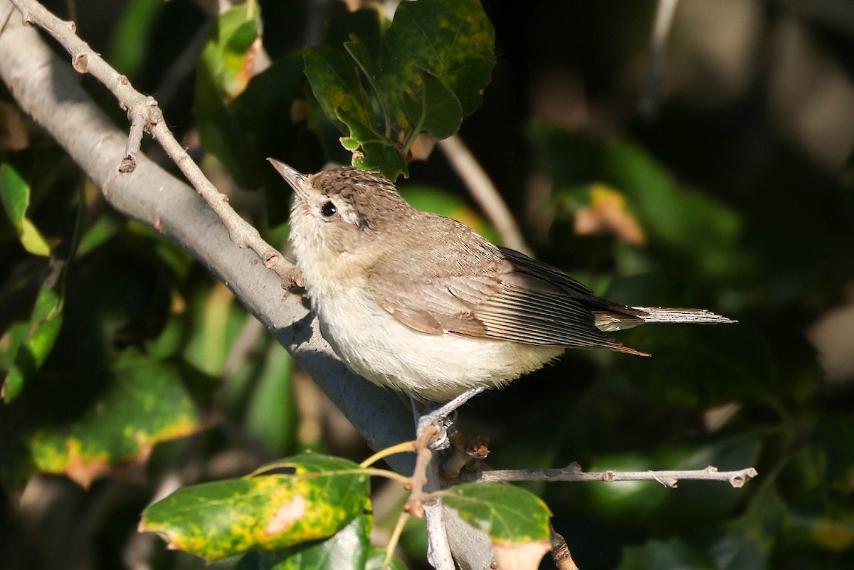 Bewick's Wren - ML638472837