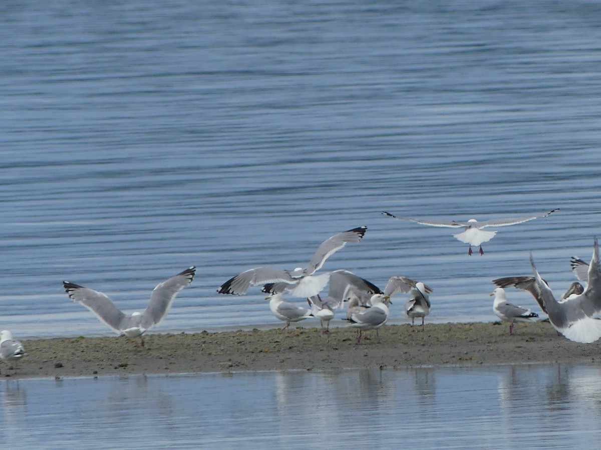 American Herring Gull - ML638472838