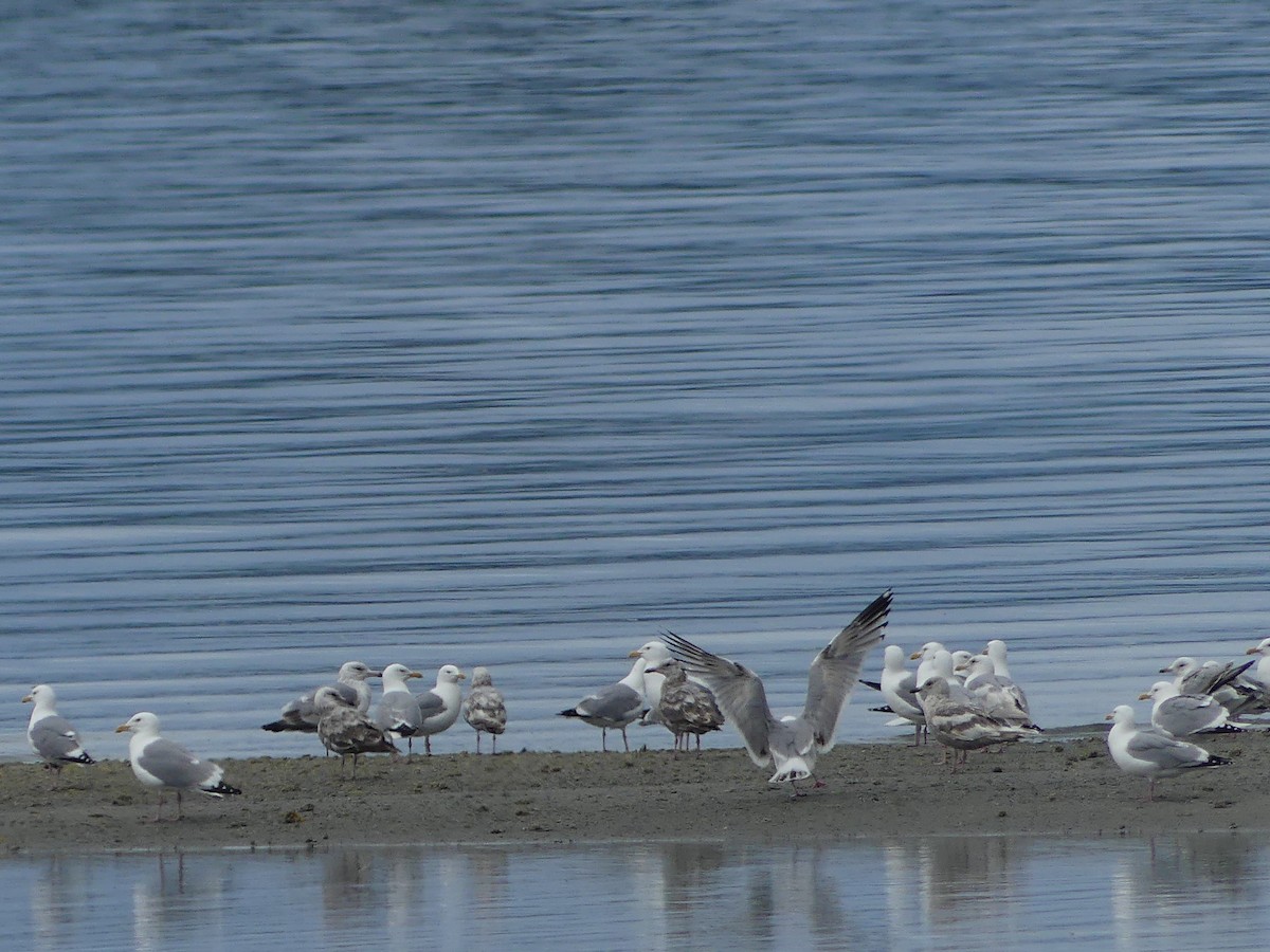 American Herring Gull - ML638472839