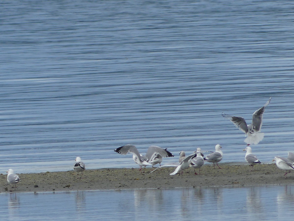American Herring Gull - ML638472841