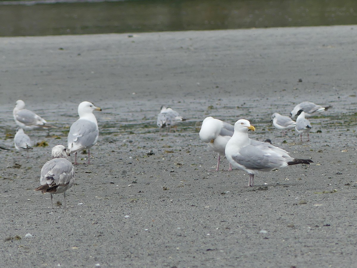 American Herring Gull - ML638472842