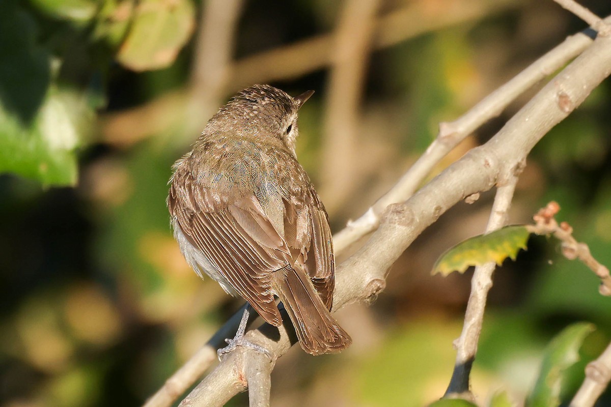Bewick's Wren - ML638472843