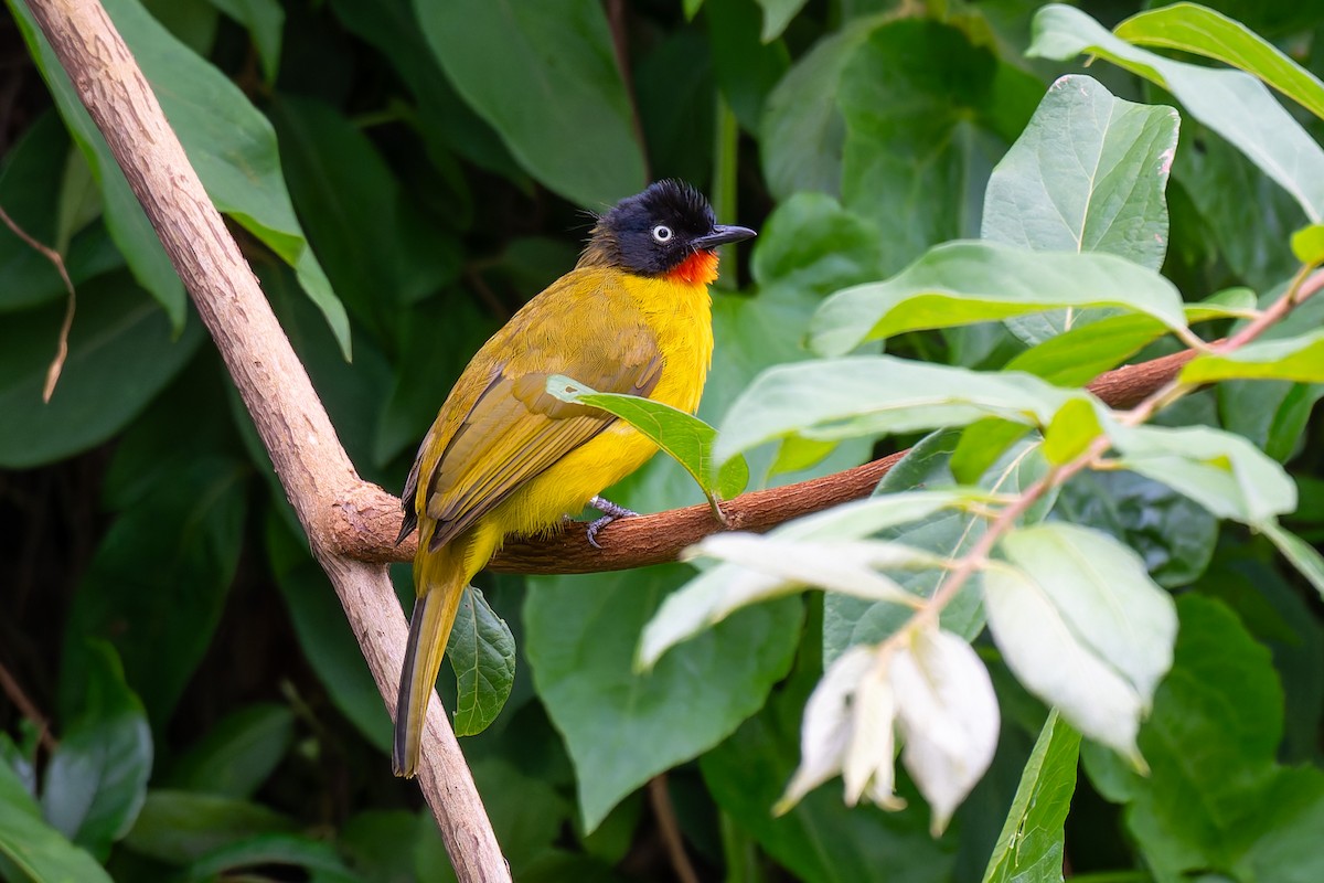 Flame-throated Bulbul - ML638472844
