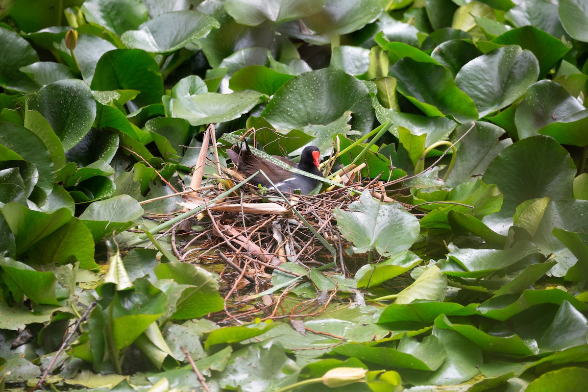 Common Gallinule - ML638472845
