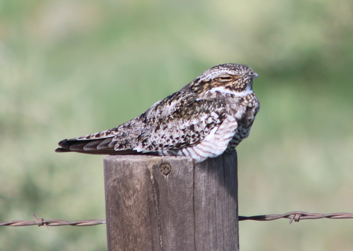 Common Nighthawk - ML638472846