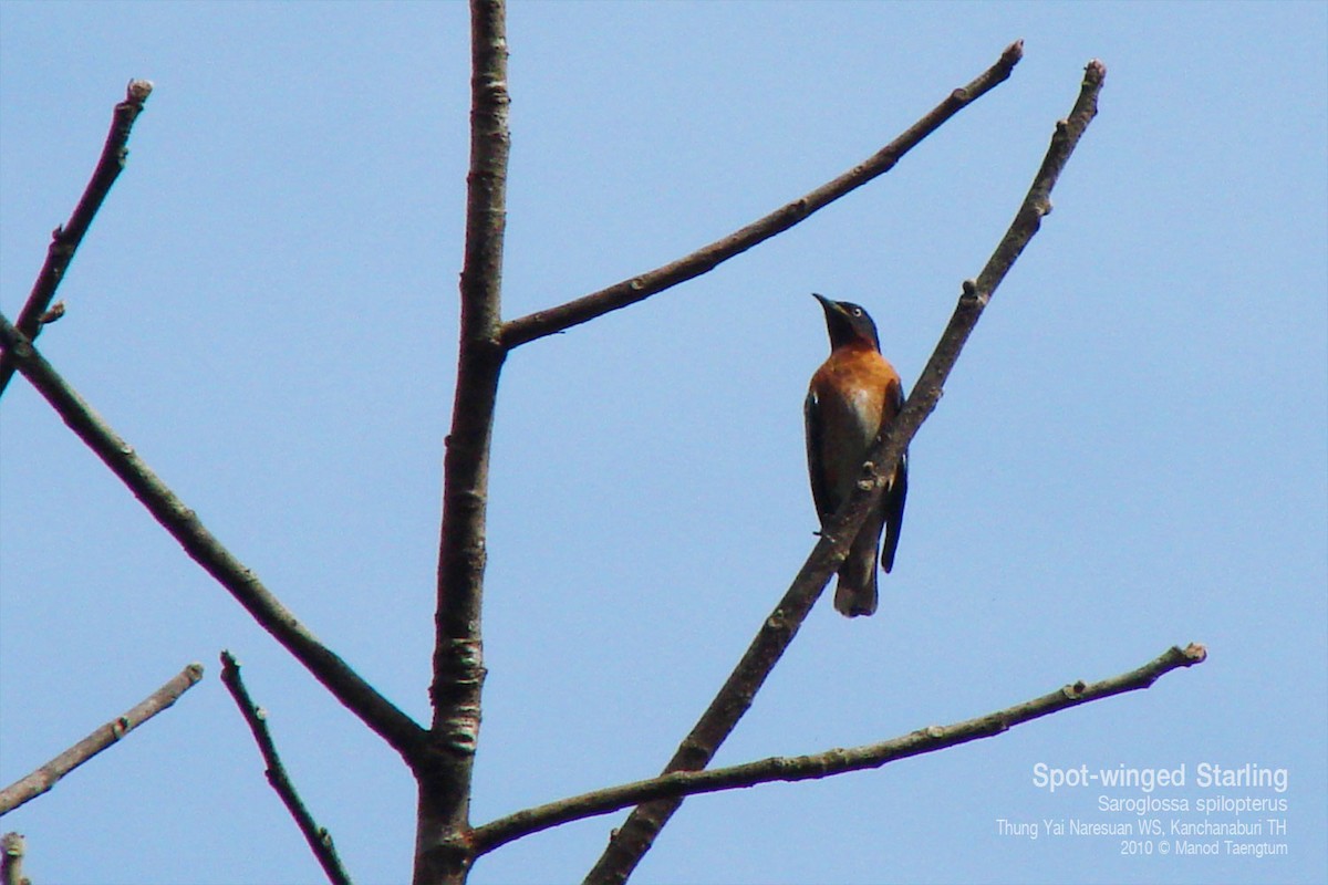 Spot-winged Starling - ML638472847
