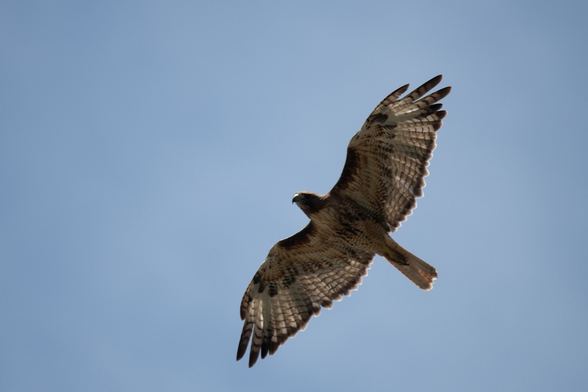Red-tailed Hawk - ML638472849