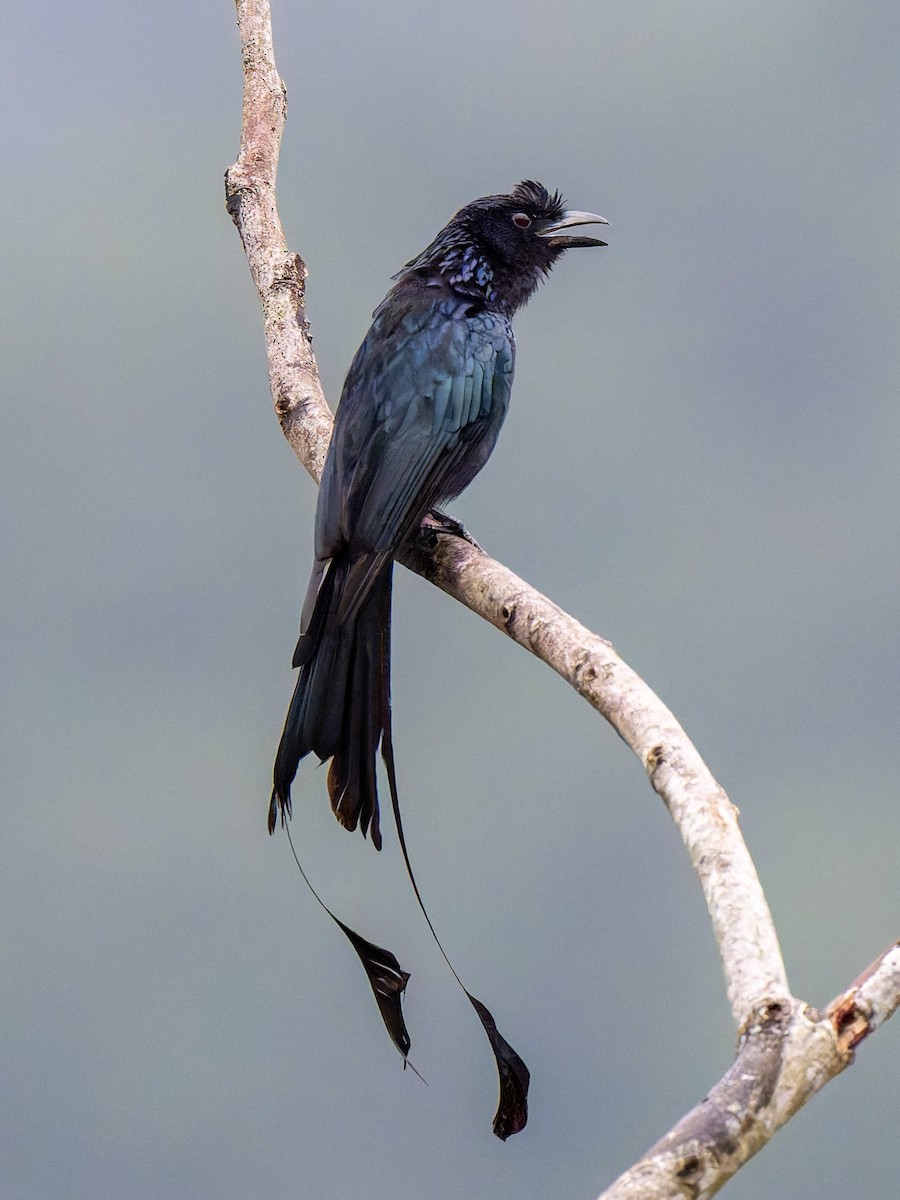 Greater Racket-tailed Drongo - ML638472851