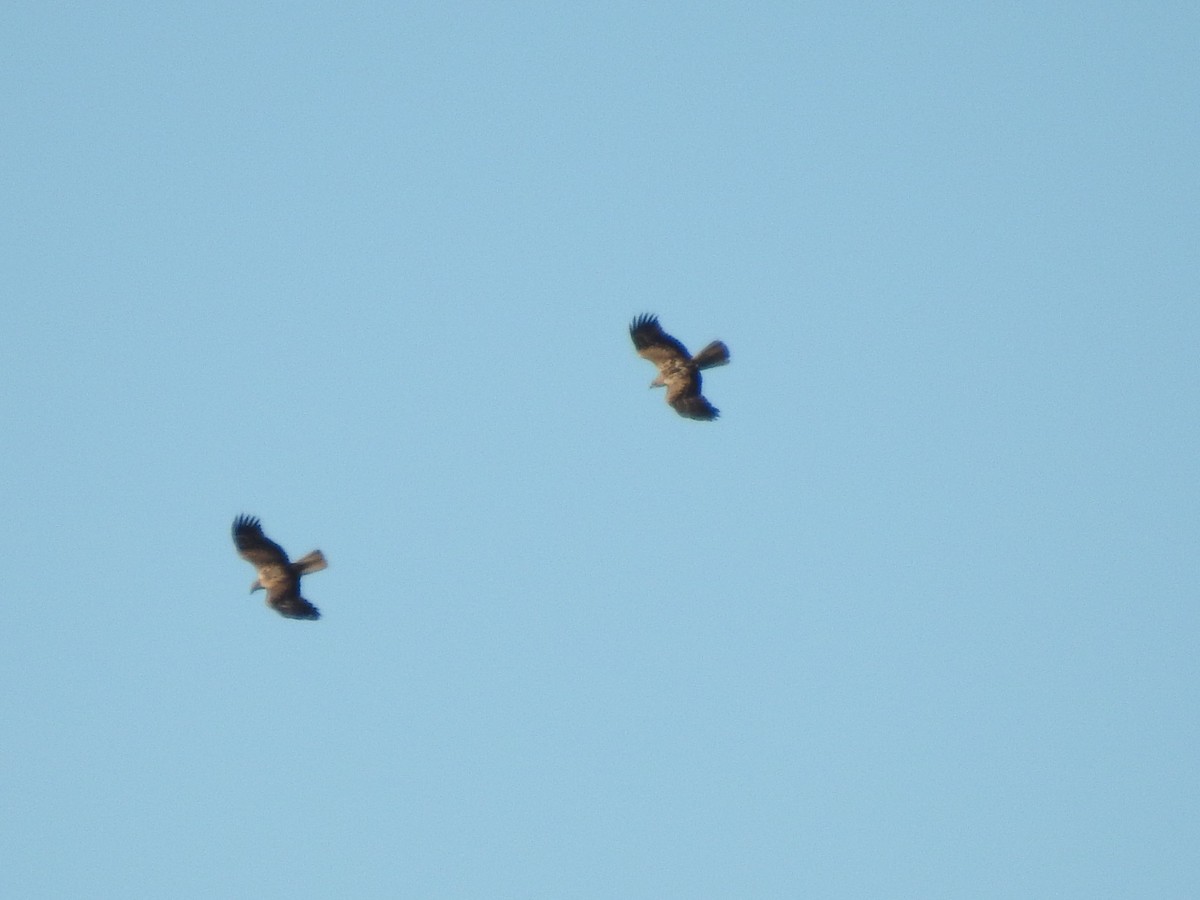 Whistling Kite - ML638472852
