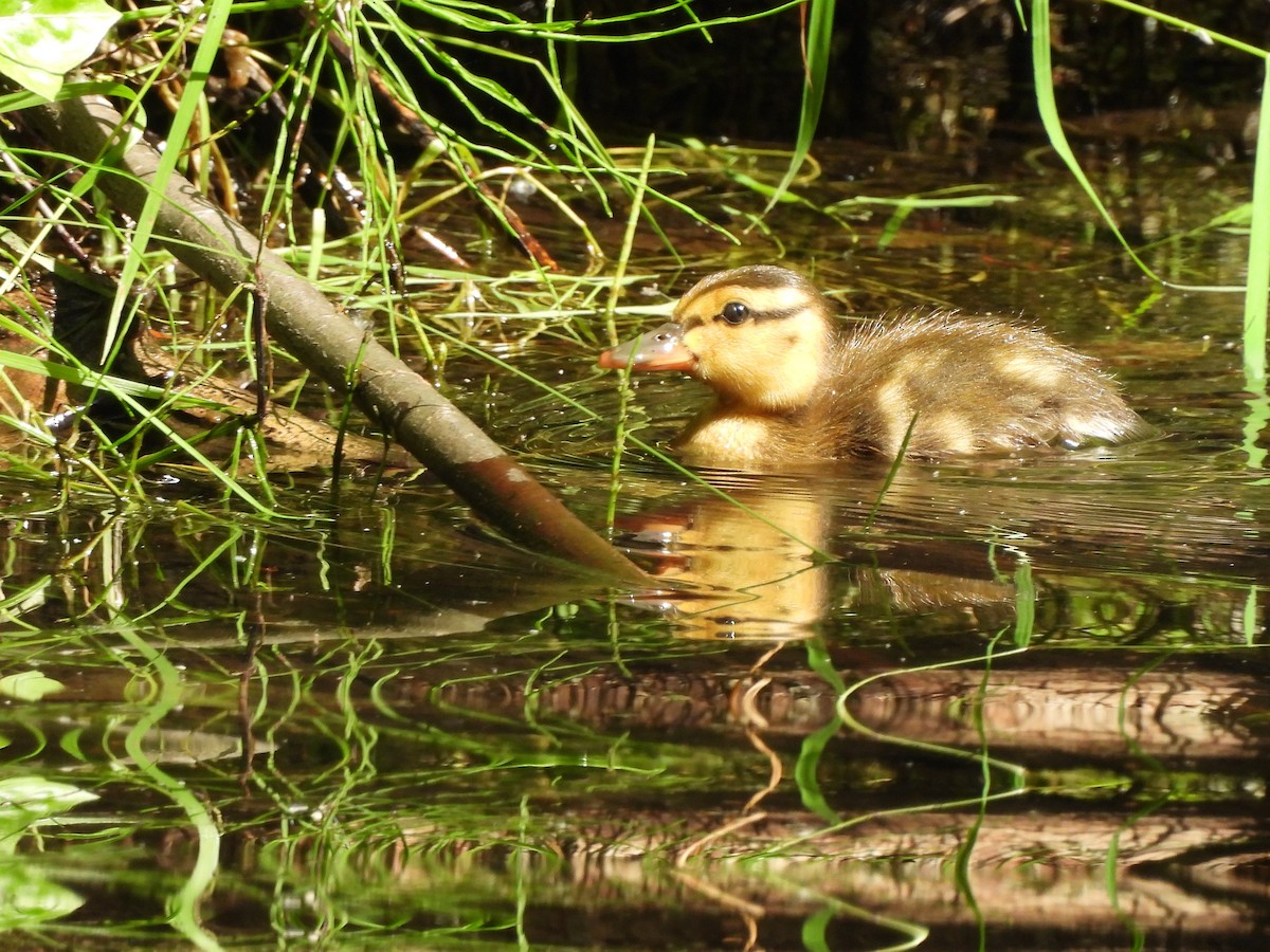 Mallard - ML638472853