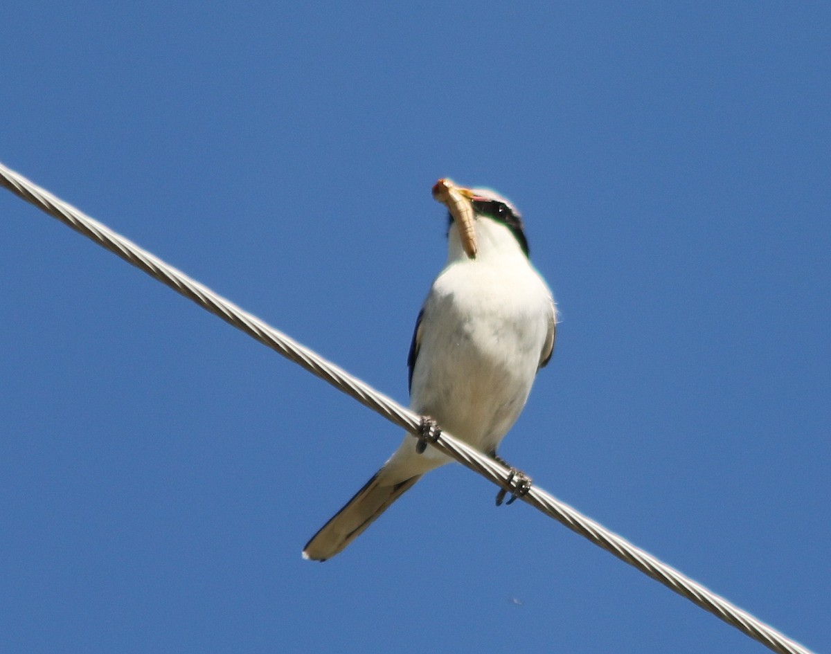 Loggerhead Shrike - ML638472854