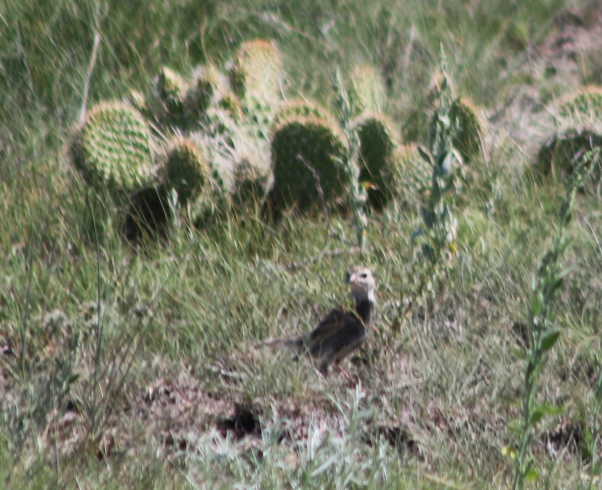 Thick-billed Longspur - ML638472859