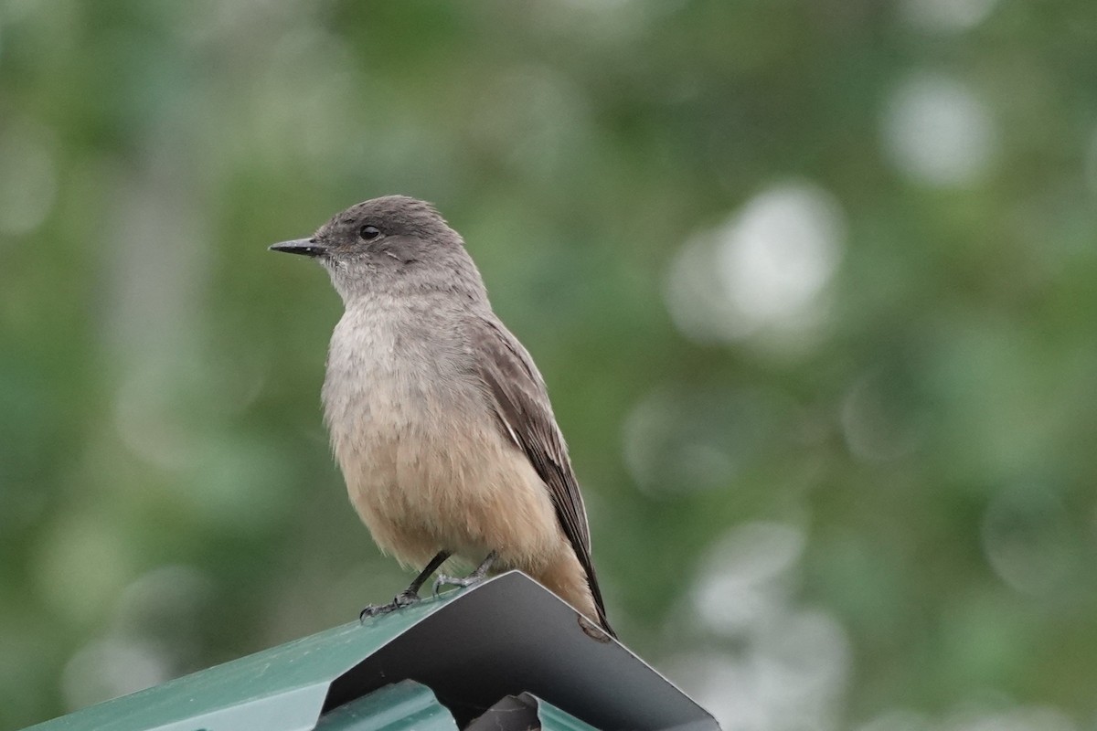 Say's Phoebe - ML638472868