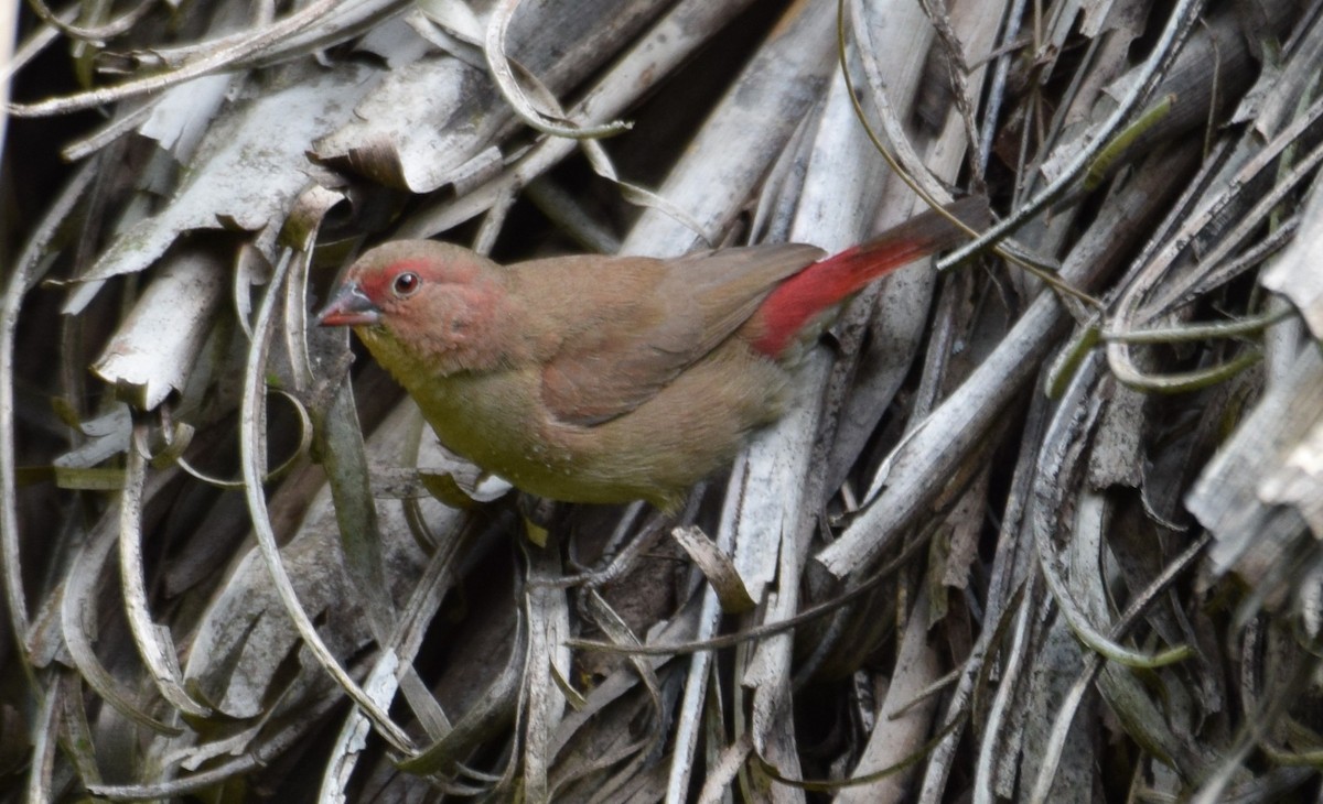 African Firefinch - ML638472869