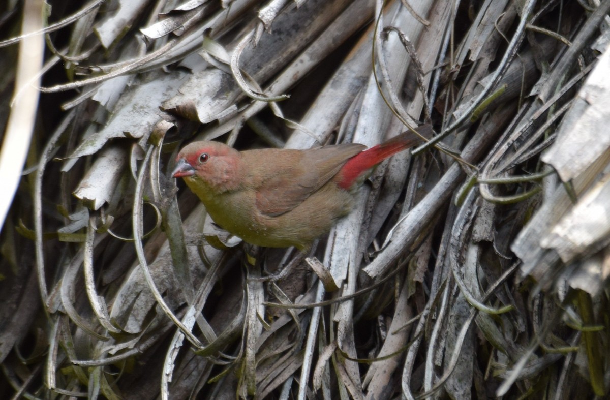 African Firefinch - ML638472870
