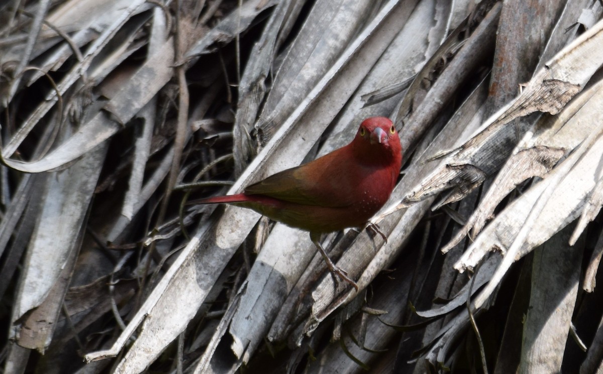 African Firefinch - ML638472871