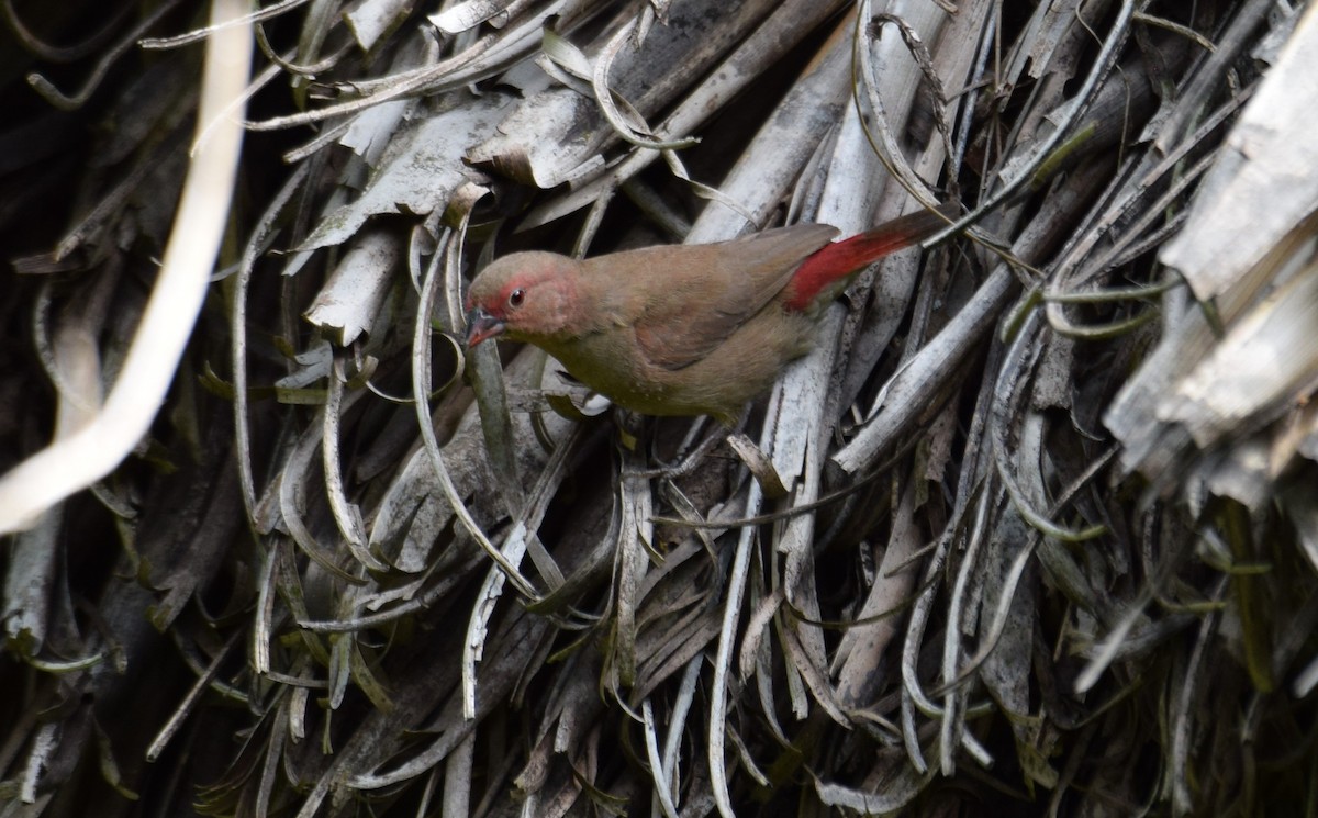 African Firefinch - ML638472874