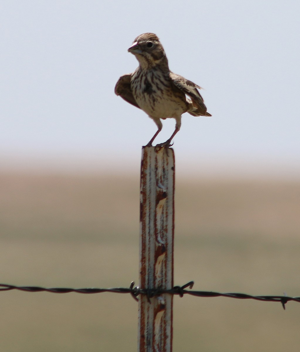 Lark Bunting - ML638472880