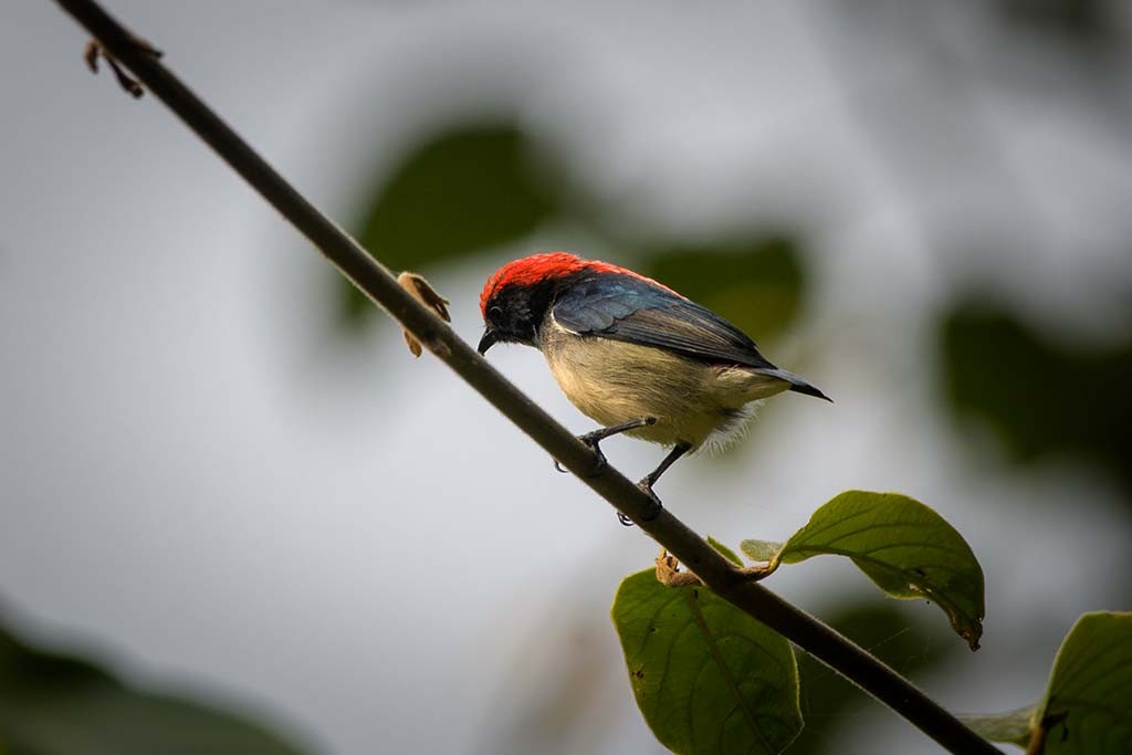 Scarlet-backed Flowerpecker - ML638472893