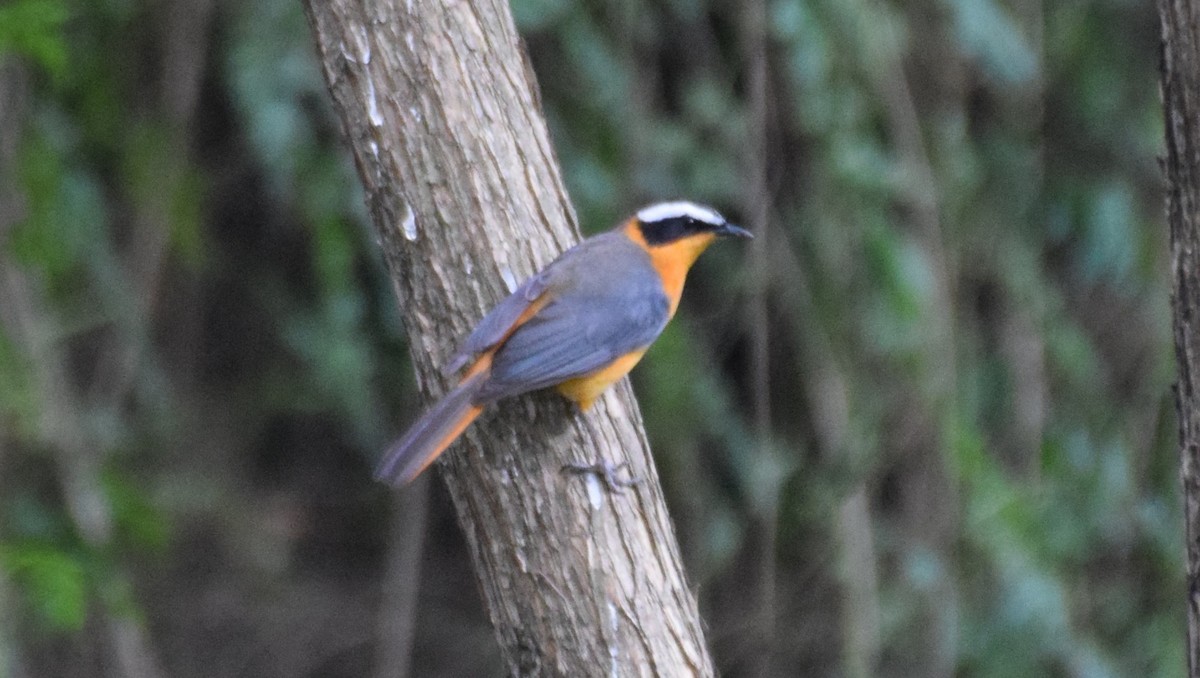 White-browed Robin-Chat - ML638472911