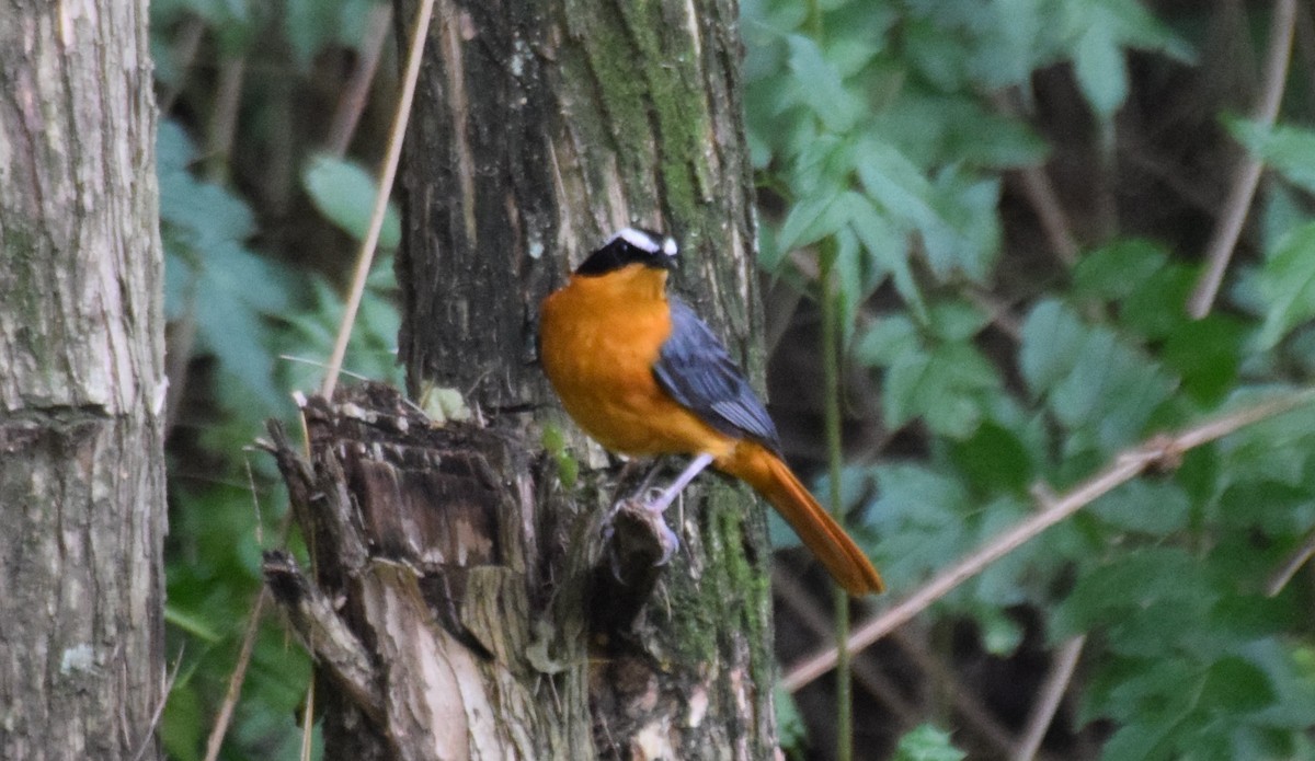 White-browed Robin-Chat - ML638472913